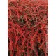 COTONEASTER HORIZONTALIS