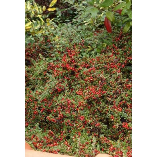 COTONEASTER HORIZONTALIS