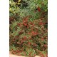 COTONEASTER HORIZONTALIS