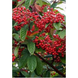 COTONEASTER LACTEUS