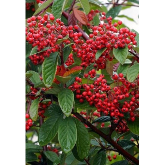COTONEASTER FRANCHETII
