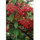 COTONEASTER FRANCHETII