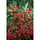 COTONEASTER FRANCHETII