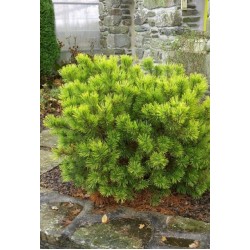 PINUS MUGO CARSTENS WINTERGOLD DE GREFFE