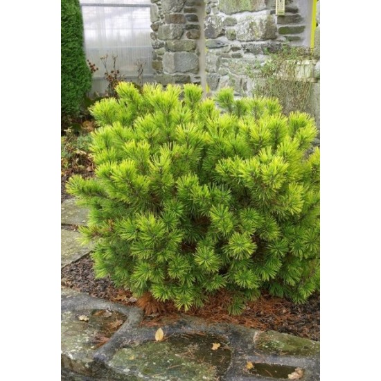 PINUS MUGO MUGHUS