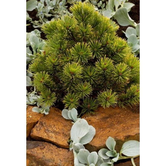PINUS MUGO CARSTENS WINTERGOLD DE GREFFE