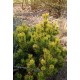 PINUS MUGO CARSTENS WINTERGOLD DE GREFFE