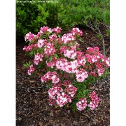 KALMIA LATIFOLIA OLYMPIC FIRE