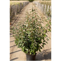 ELAEAGNUS EBBINGEI