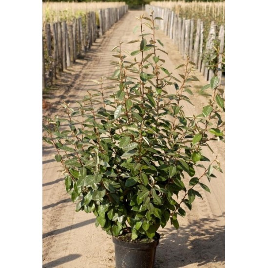 ELAEAGNUS EBBINGEI