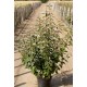 ELAEAGNUS EBBINGEI