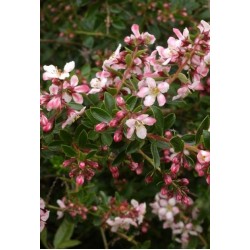 ESCALLONIA APPLE BLOSSOM SOLITARIA