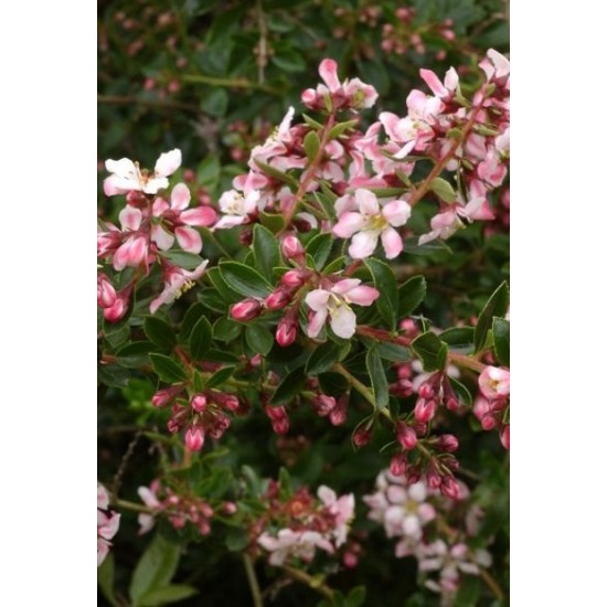 ESCALLONIA APPLE BLOSSOM SOLITARIA