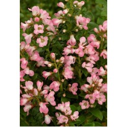 ESCALLONIA APPLE BLOSSOM SOLITARIA