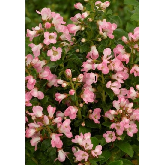ESCALLONIA APPLE BLOSSOM SOLITARIA