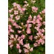 ESCALLONIA APPLE BLOSSOM SOLITARIA