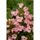 ESCALLONIA APPLE BLOSSOM SOLITARIA