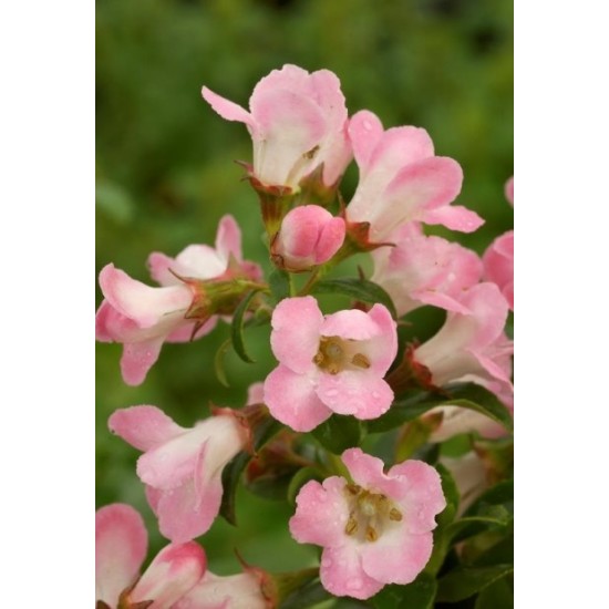 ESCALLONIA APPLE BLOSSOM SOLITARIA