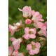ESCALLONIA APPLE BLOSSOM SOLITARIA