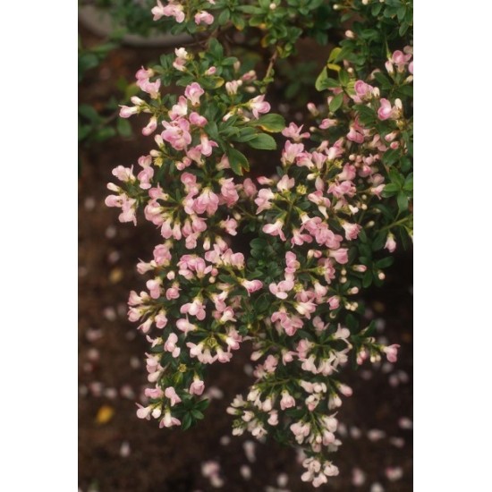 ESCALLONIA APPLE BLOSSOM SOLITARIA