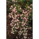 ESCALLONIA APPLE BLOSSOM SOLITARIA