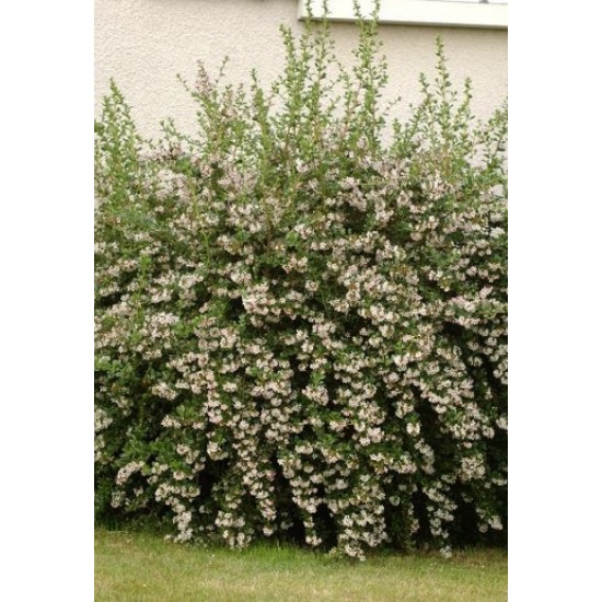 ESCALLONIA APPLE BLOSSOM SOLITARIA
