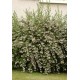 ESCALLONIA APPLE BLOSSOM SOLITARIA