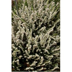ERICA DARLEYENSIS SILBERSCHMELZE