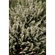 ERICA DARLEYENSIS SILBERSCHMELZE