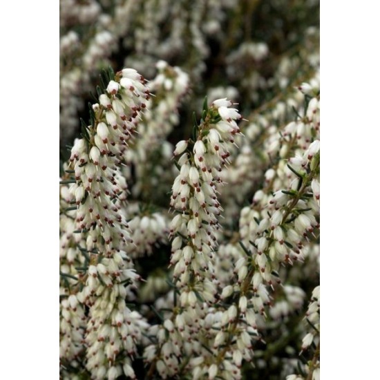 ERICA DARLEYENSIS SILBERSCHMELZE
