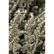 ERICA DARLEYENSIS SILBERSCHMELZE