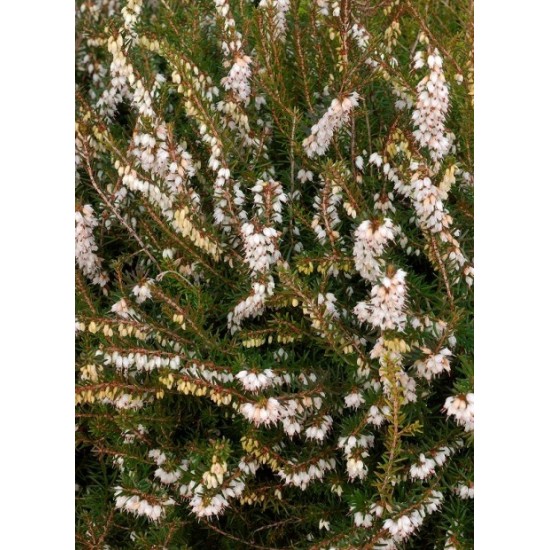 ERICA DARLEYENSIS SILBERSCHMELZE