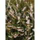ERICA DARLEYENSIS SILBERSCHMELZE