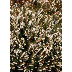 ERICA DARLEYENSIS SILBERSCHMELZE