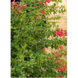 ESCALLONIA DONARD RADIANCE