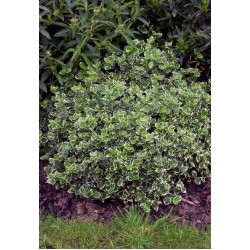 EUONYMUS FORTUNEI EMERALD GAIETY