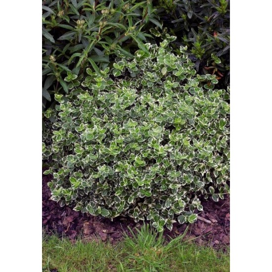 EUONYMUS FORTUNEI EMERALD GAIETY