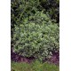 EUONYMUS FORTUNEI EMERALD GAIETY