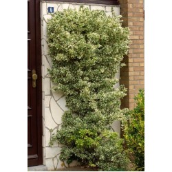 EUONYMUS FORTUNEI EMERALD GAIETY
