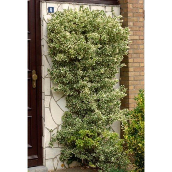 EUONYMUS FORTUNEI EMERALD GAIETY