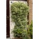 EUONYMUS FORTUNEI EMERALD GAIETY