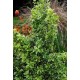 EUONYMUS FORTUNEI EMERALD GAIETY