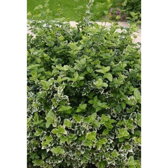 EUONYMUS FORTUNEI EMERALD GAIETY