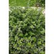EUONYMUS FORTUNEI EMERALD GAIETY