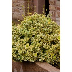 EUONYMUS FORTUNEI EMERALD'N GOLD
