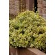 EUONYMUS FORTUNEI EMERALD'N GOLD