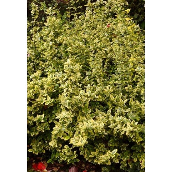 EUONYMUS FORTUNEI EMERALD'N GOLD