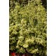 EUONYMUS FORTUNEI EMERALD'N GOLD