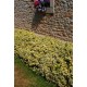 EUONYMUS FORTUNEI EMERALD'N GOLD