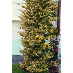 EUONYMUS FORTUNEI EMERALD'N GOLD